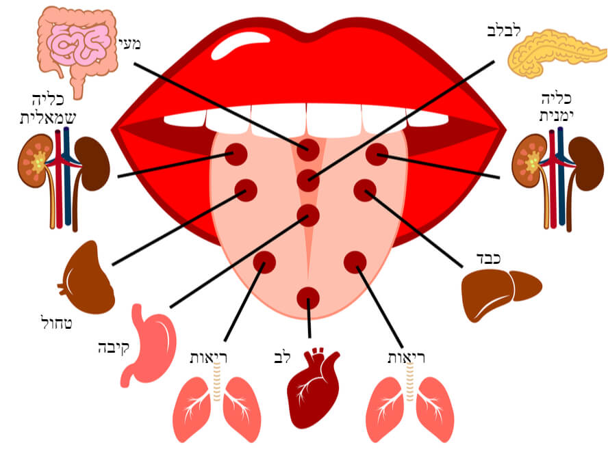 כיצד מקרינים האיברים הפנימיים על הלשון