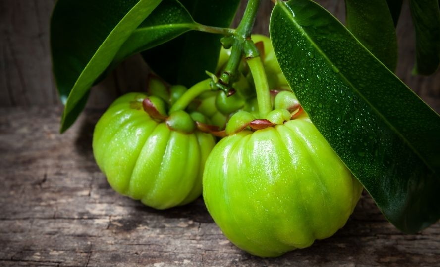 פרי צמח הגרסיניה - לבעיות עיכול והשמנה