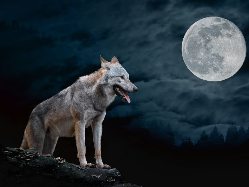 זאב לאור הירח