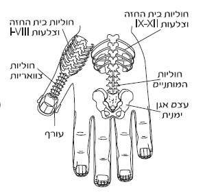 סו-ג'וק - עצמות הגב בהשתקפות סטנדרטית 