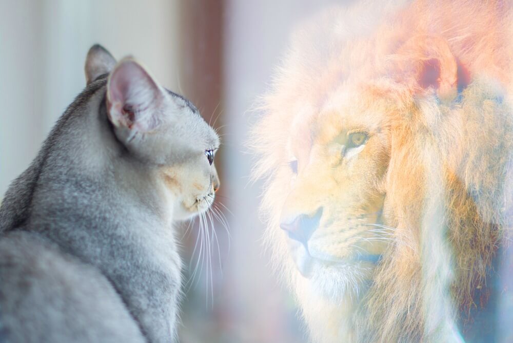 חתול רואה עצמו כאריה במראה
