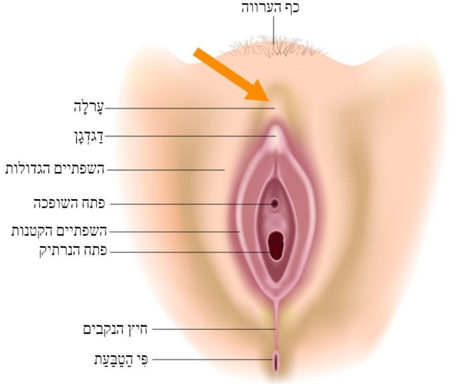 הפות ופי הטבעת - מבנה אנטומי העורלה הנשית מעל דגדגן