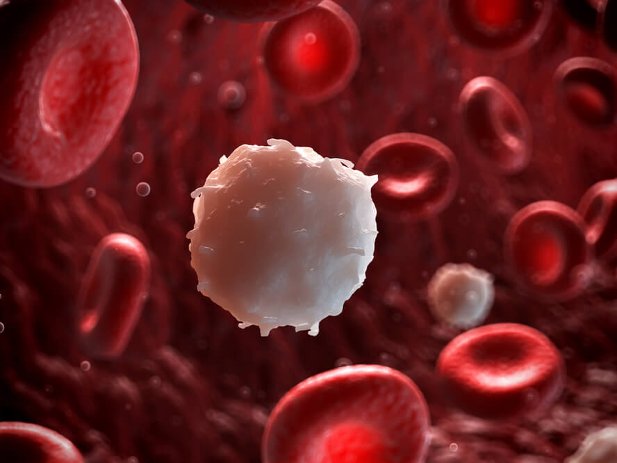 תאי דם לבנים - התחדשות תאי חיסון במהלך צום