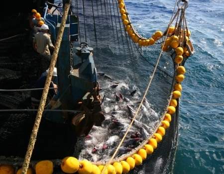 דיג טונה צהובת סנפיר