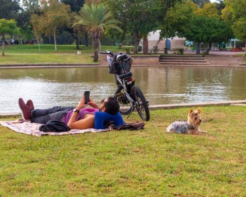 גבר שוכב על הדשא בפארק ומשתמש בטלפון חכם 