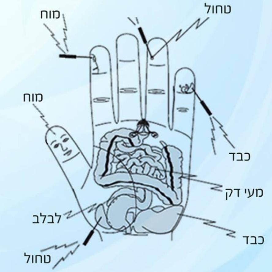 השתקפות האיברים הפנימיים על כף היד, על פי שיטת סו-ג'וק